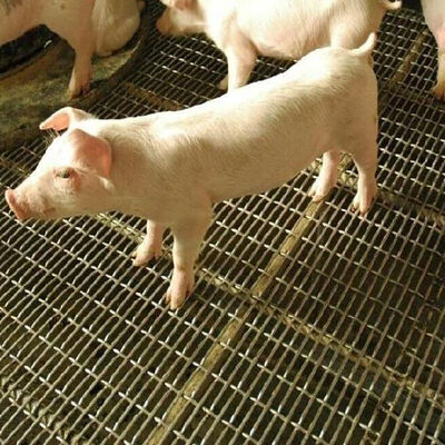 Un buon prezzo. Filo Grizzly scanalato Schermo con foro quadrato Ondulato Ferro nero Lamiera di carbonio Tessitura in acciaio inossidabile Rete metallica ondulata per parete di maiale in linea